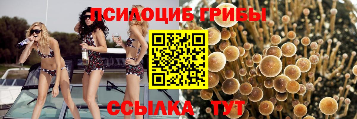 Ефремов  даркнет сайт  Вход с VPN  Псилоцибиновые грибы ЛСД  Псилоцибиновые грибы Psilocybe 